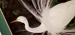 Signed Bob Salyers Heron & Egret Wildlife Photo Prints Pair 11×14 2005 Matted