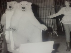 [CIRCUS] Large Vintage Photo / The Wise Bears Circa 1970 40 X 30 cm