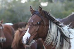 Chincoteague Pony Photo – Mare Freckles – Pick One Image -Various Sizes