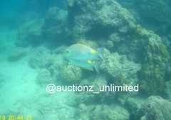 Digital Image Picture Photo Pic Andaman India underwater coral life scuba AND057