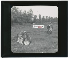 Jersey Cows, Countryside, Vintage Glass Plate Photo, Positive 8.5×10 CM