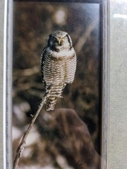 Northern Hawk Owl Photograph, Framed, Signed But Artist Not Known To Me