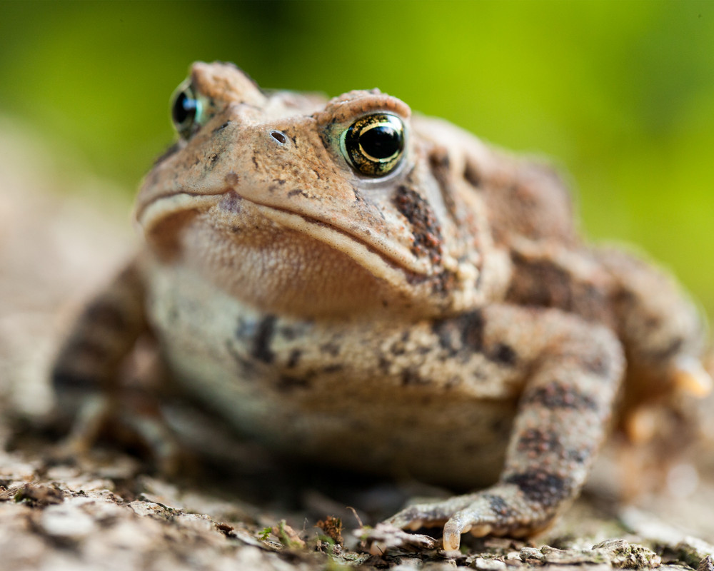 Brown American toad 8×10 Photograph Print 8″x10″