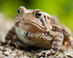 Brown American toad 8×10 Photograph Print 8″x10″