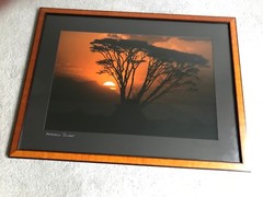 Professionally Framed & Matted: Amboselli Acacia Tree Sunset