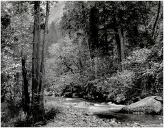 1948 1990s Ansel Adams Tenaya Creek Dogwood Trees Yosemite Large Art Photo