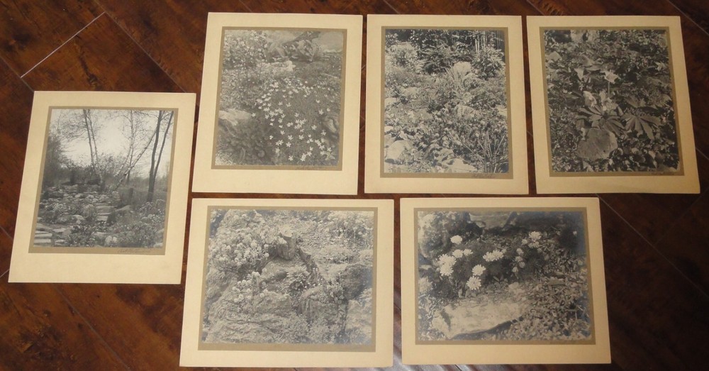 6 Vintage Signed Matted Sepia Photographs ~ Montclair NJ Botanical Gardens L2