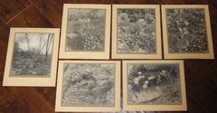 6 Vintage Signed Matted Sepia Photographs ~ Montclair NJ Botanical Gardens L2