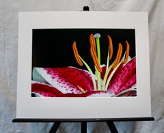 Original Photography Art Print «Stargazer»