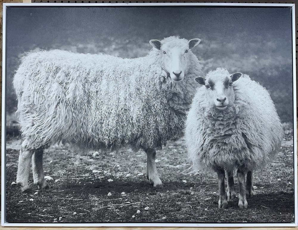 Angora Goat Wall Art Framed Canvas From The Goats Of Roan By Jeffrey Stoner