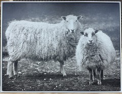 Angora Goat Wall Art Framed Canvas From The Goats Of Roan By Jeffrey Stoner