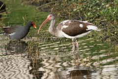 Ibis Photo, Pick One Image – Various Sizes