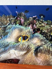 Craig Dietrich Underwater Photography SIGNED on 12” x 12” Aluminum Panel / Tile