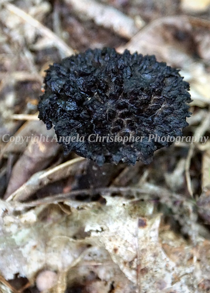 Original ACEO 2.5×3.5″ photo fine art print OLD MAN OF THE WOODS MUSHROOM black