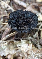 Original ACEO 2.5×3.5″ photo fine art print OLD MAN OF THE WOODS MUSHROOM black