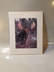 ROGER IRWIN OUTDOOR PHOTOGRAPHY PHOTOGRAPHER Moose Photo Photograph VERMONT