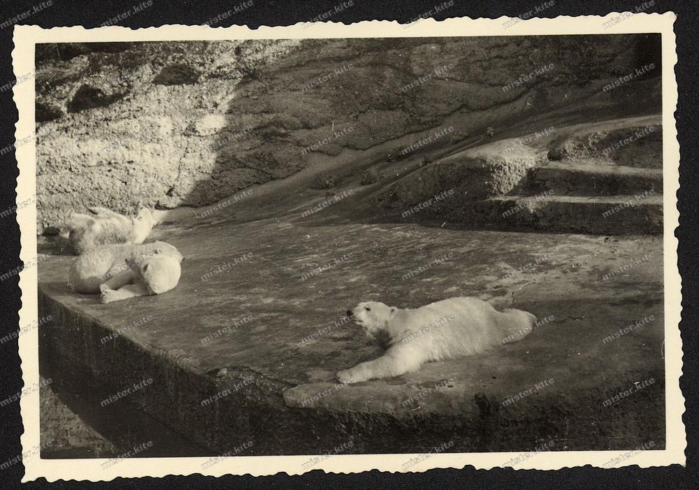 Photo-Munich-Animal Park-Polar Bear-Polar Bears-Enclosure-Architecture-Zoo-24.03.1940-10