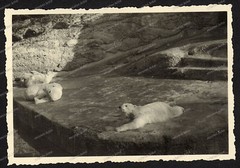 Photo-Munich-Animal Park-Polar Bear-Polar Bears-Enclosure-Architecture-Zoo-24.03.1940-10