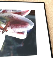 Art Photo 18×24″ William Moriarity Oriental Lily FRAMED matted signed Glass NICE