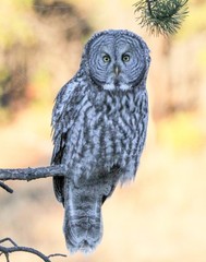 Great Grey Owl 11×14 Photograph Print 11″x14″