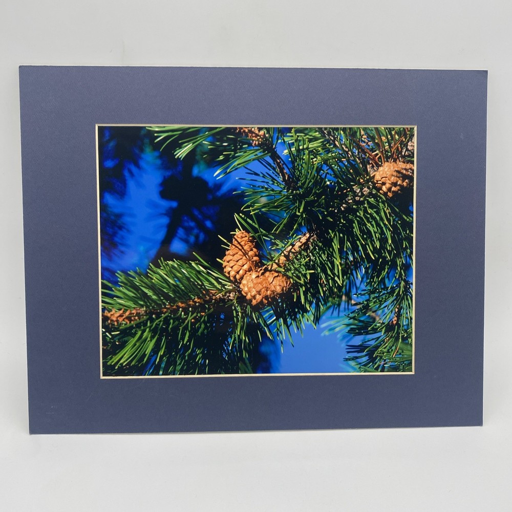 Matted Pine Tree Photo Print 11 X 14 Wall Art Gallery Decor