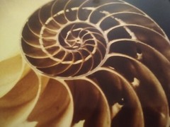 William A. Conklin X-Ray & Color Photo Diptych Chambered Nautilus