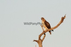 Red Tail Hawk Photo, Pick One Image – Various Sizes