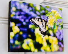 Original Photograph «Swallowtail Profile» printed on Gallery Wrap Canvas