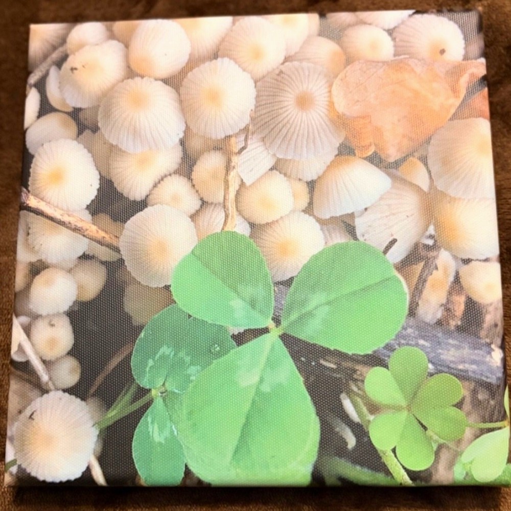 Mushrooms and Clover Original Nature Photography Canvas Print 8″ x 8″ Canvas