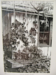 MATTED ARTWORK Home Sweet Home A/P 16 x 20 B&W Florida Moss by Larry Santucci
