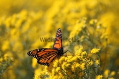 Butterflies Photo, Pick One Image – Various Sizes