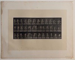 EADWEARD MUYBRIDGE authentic 1887 collotype ANIMAL LOCOMOTION PLATE 402 – lewitt