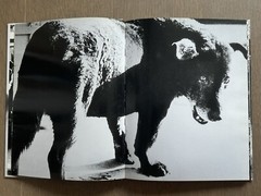 🎈SupRARE! Daido Moriyama – Fondation Cartier pour l’art contemporain 2003 Araki