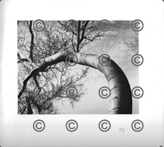 BOOK PLATE B&W Photo MORLEY BAER Palo Verde / Aspen, Taos, NM 9X9.5″