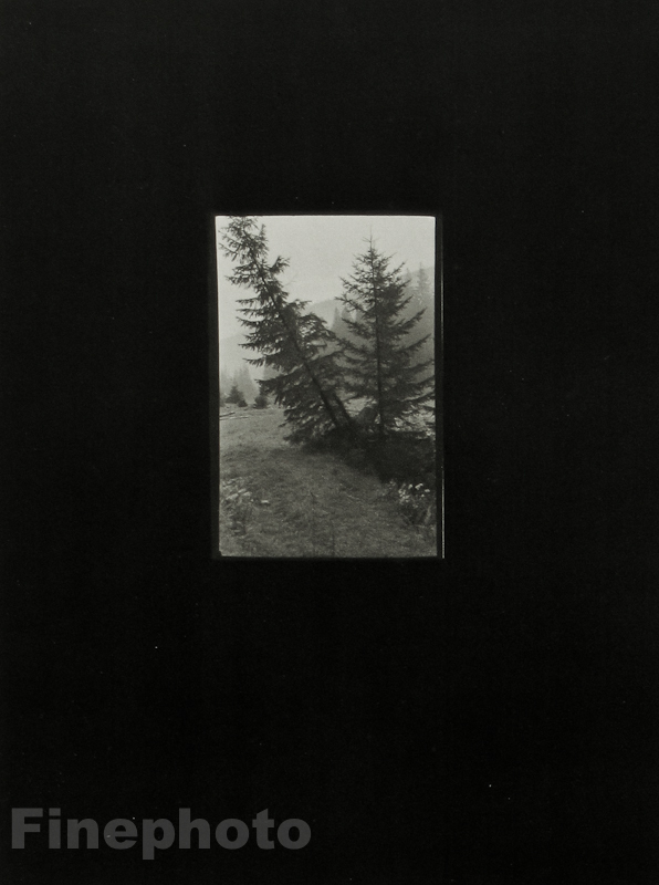 1955/78 JOSEF SUDEK Vintage Czech Photo Gravure Print ~ LANDSCAPE Pine Tree Art