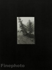1955/78 JOSEF SUDEK Vintage Czech Photo Gravure Print ~ LANDSCAPE Pine Tree Art