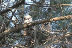 Owl Photo, Pick One Image – Various Sizes