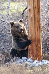 METAL PHOTOGRAPHY WILDLIFE PRINT ART 8″ X 12″ – Grizzly Bear Cub