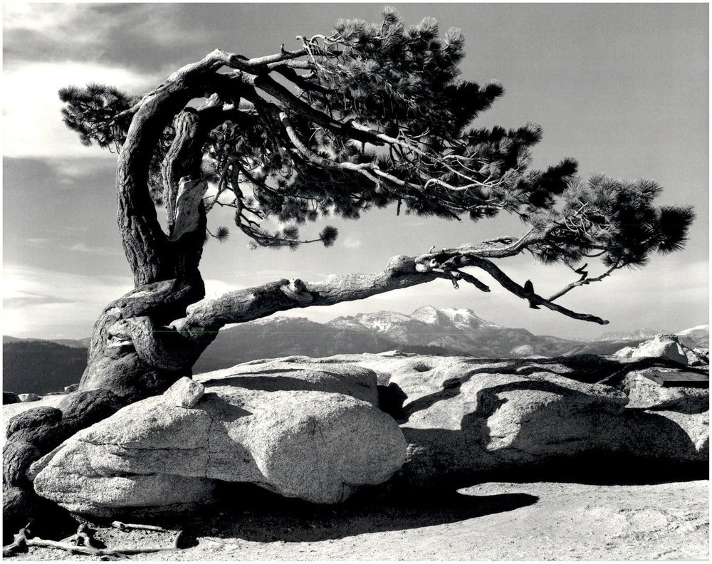 1940 1990s Ansel Adams Jeffery Pine Tree Sentinel Dome Yosemite Large Art Photo