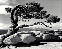 1940 1990s Ansel Adams Jeffery Pine Tree Sentinel Dome Yosemite Large Art Photo