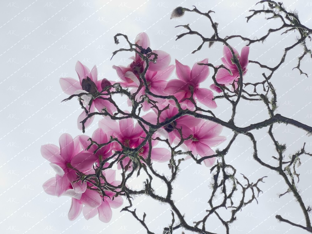 Digital Image Picture Photo Wallpaper: Chinese Magnolia