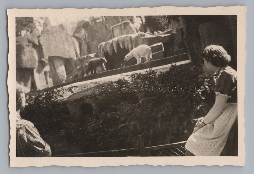 Snapshot Zoo Polar Bear and Brown Bear in Same Enclosure – Woman – Photo 1950s
