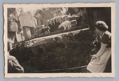 Snapshot Zoo Polar Bear and Brown Bear in Same Enclosure – Woman – Photo 1950s