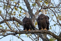 «American Bald Eagles» 2022 (24 x 30″ Metal Photo Print)