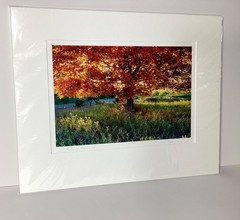 Fine Art Photograph Autumn Radiance backlit Maple Tree Signed & Matted