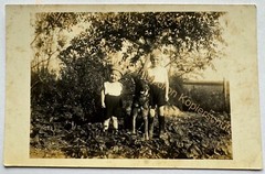orig. Photo postcard photograph child children around 1930 boys dog German Shepherd