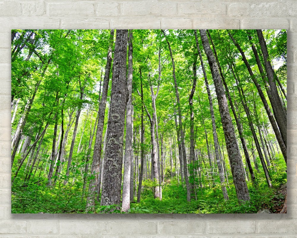 Smokey Mountain, Forest Tree Nature Art – Fine Art Photo on Metal, Canvas, Paper