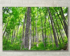 Smokey Mountain, Forest Tree Nature Art – Fine Art Photo on Metal, Canvas, Paper