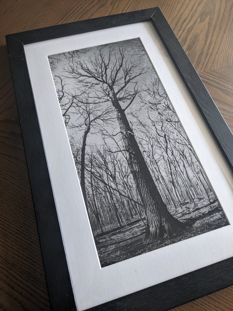 Original Black and White Photography, Nature, Tree, Custom 11×19