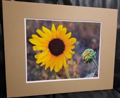 Matted Photograph: Sunflowers 1
